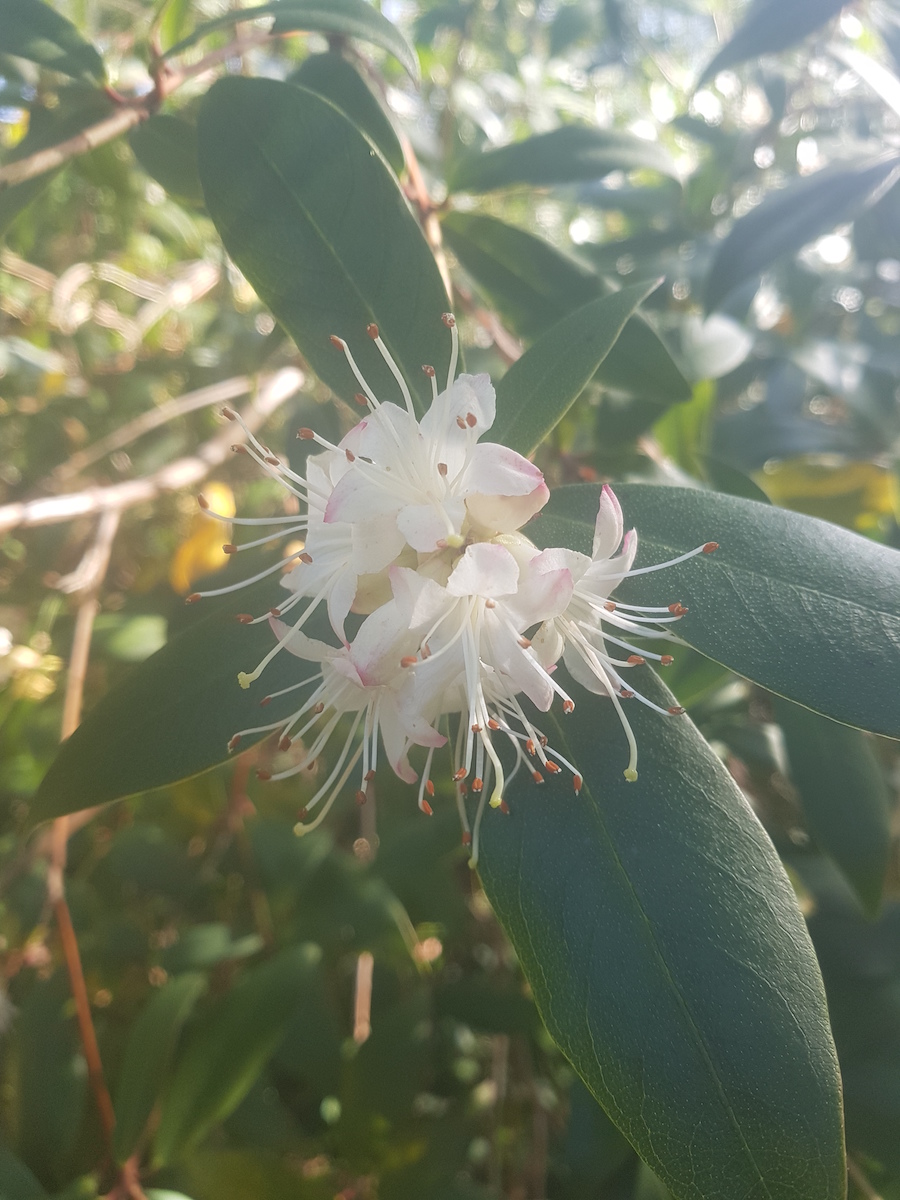 R. hanceanum